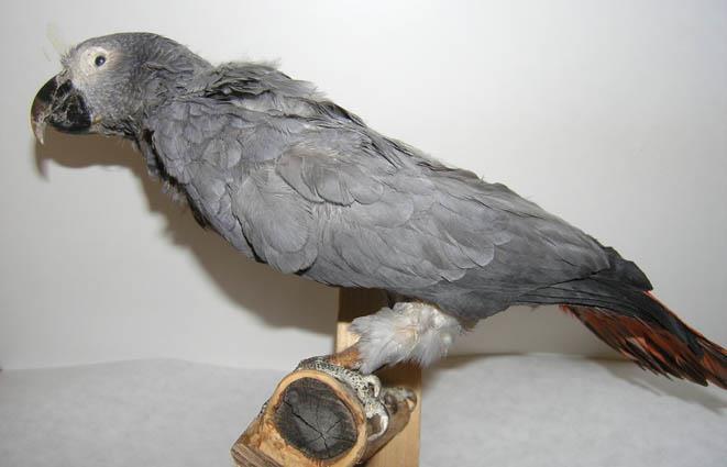 Vertebrata ptáci -