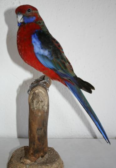 (Psittaciformes)