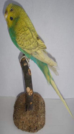 chocholatá rosela