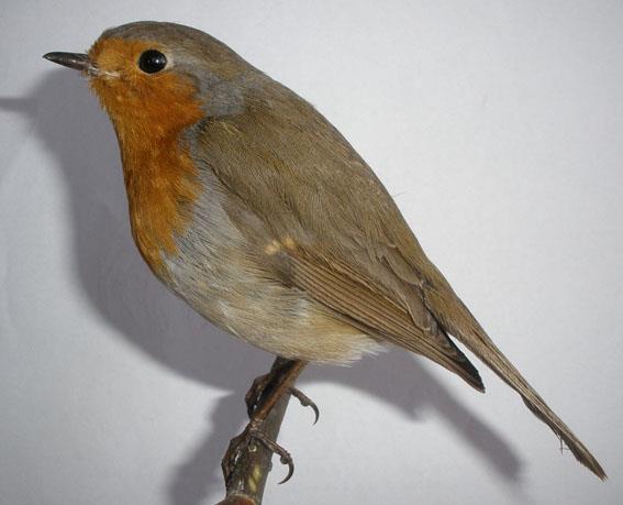 80 strunatci Chordata: obratlovci Vertebrata ptáci - Aves
