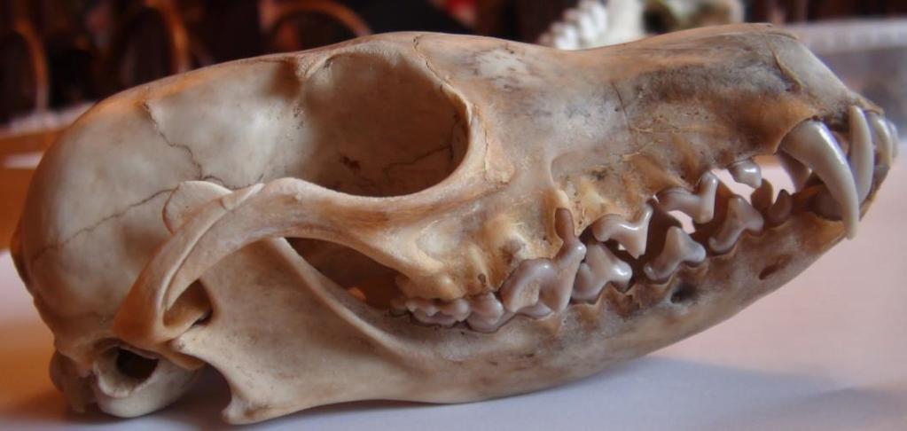 91 strunatci Chordata: obratlovci Vertebrata