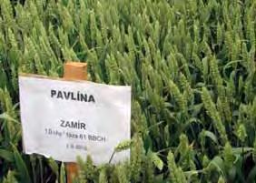 Ochrana Zamir 40 EW - ochranný štít proti hubovým chorobám obilnín Ing. Ervín Máťuš; AGROVITA spol. s r.o. V súčasnom období obchodné spoločnosti a spracovatelia očakávajú od pestovateľov vysokokvalitnú zdravú produkciu.