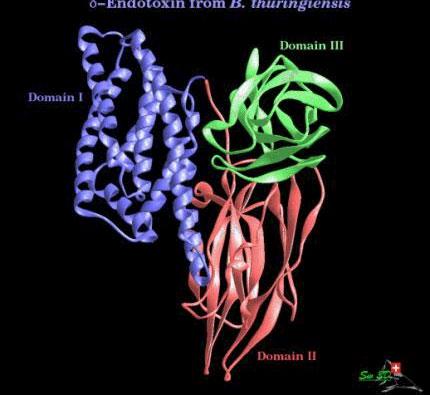 + IL-1β +