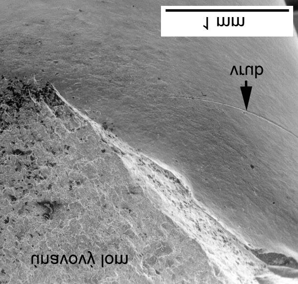 198 KOVOVÉ MATERIÁLY, 41, 2003, č. 3 Obr. 4. Nepoškozující vrub. Únavová lomová plocha nemá souvislost s vrubem. Fig. 4. Non-damaging notch.