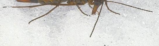 hiemalis