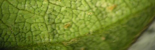 urticae)