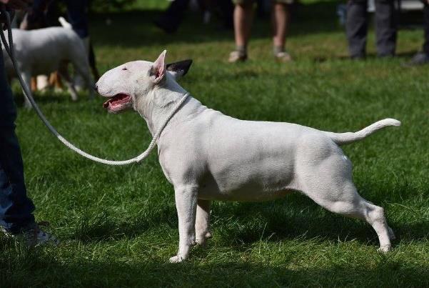 Český šampion 31.07.2017 BEYA LILY Plzeňský Bull *30. 8.