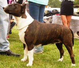 Český Junior Šampion 18.7. 2017 DIAMOND DIANA Nature of Unique *17.04. 2016. ZAPPY ZACK Timar x NAOMI BLACK SMILE of Critical Point chov.: David Kerpl, maj. David Kerpl Stal se Váš bulík šampionem?