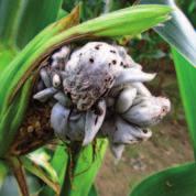 Insekticidní ochrana kukuřice Základ ochrany proti drátovcům, larvám bázlivce kukuřičného a bzunce ječné zajišťuje použití