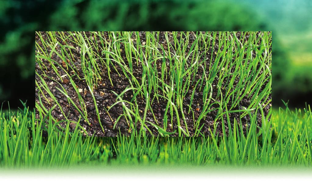 Trávne druhy a ich vlastnosti pre použitie v rade Garden Boom Trávne zmesi Garden Boom sú vybraným súborom špičkových trávnych odrôd, ktoré sú zvolené podľa klimatických podmienok Slovenskej