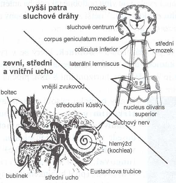 Obr.č. 4 Celkové schéma sluchové dráhy (Hrubý, 1998, s. 33) 2.2 Klasifikace sluchových poruch a vad Kritéria dělení sluchových poruch jsou mnohočetná, čemuž odpovídá bezpočet různých klasifikací.