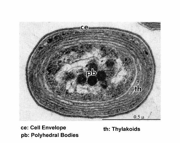 typ Prochlorococcus