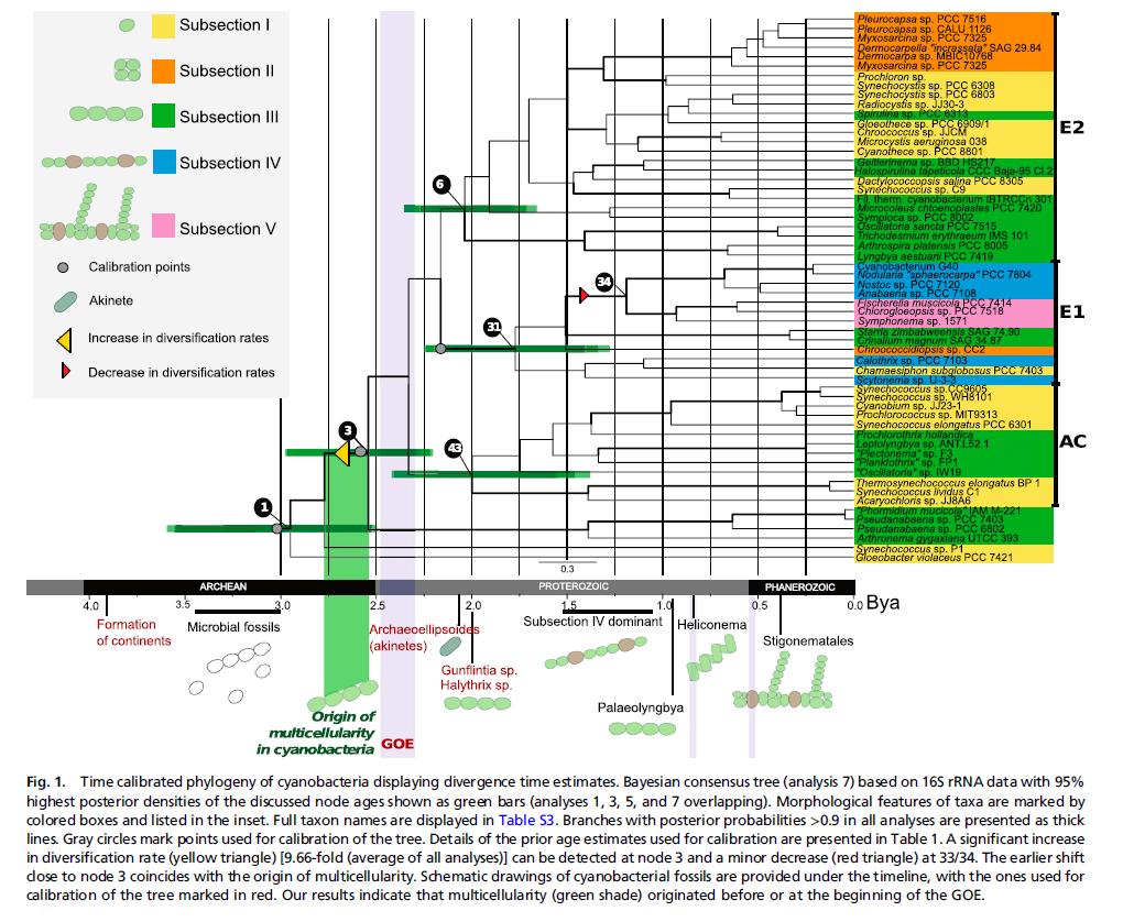 GOE and cyanobacterial