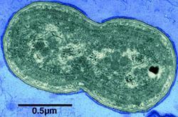 Synechococcus occurs in virtually all