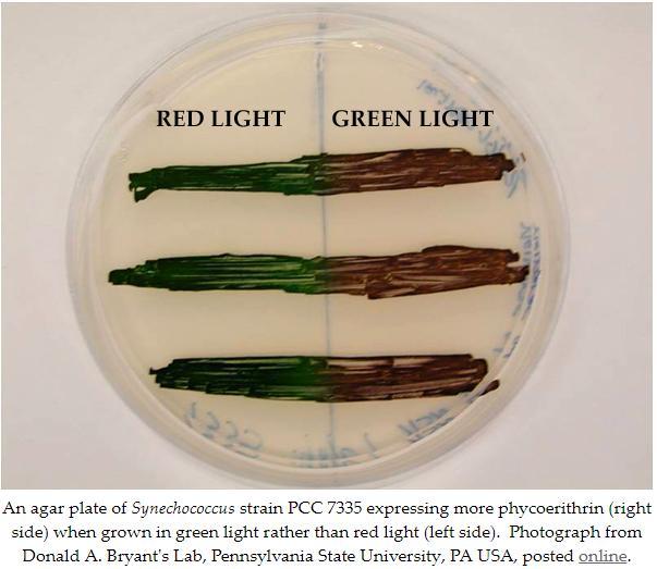 Prochlorococus) http://cfb.unh.