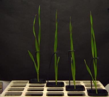 Non-invasive measurement of plant shoots from emergence to