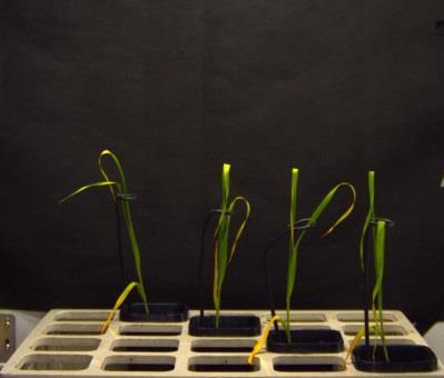 50 cm high plants) Experiments in vitro and in vivo application