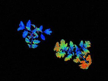 RGB imaging (1 to 3 views) Measuring of photosynthetic