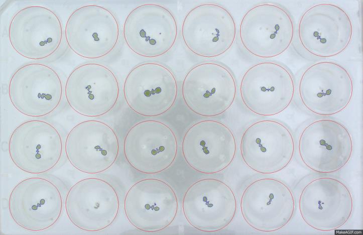 Robust test of growing capacity of Arabidopsis seedlings treated with various growth-affecting