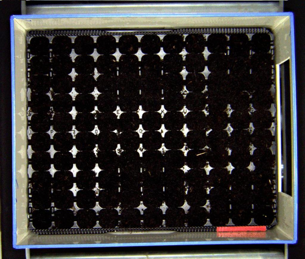 Testing of the emergence of cereals after application of various compounds in stress conditions (salt, cold etc.