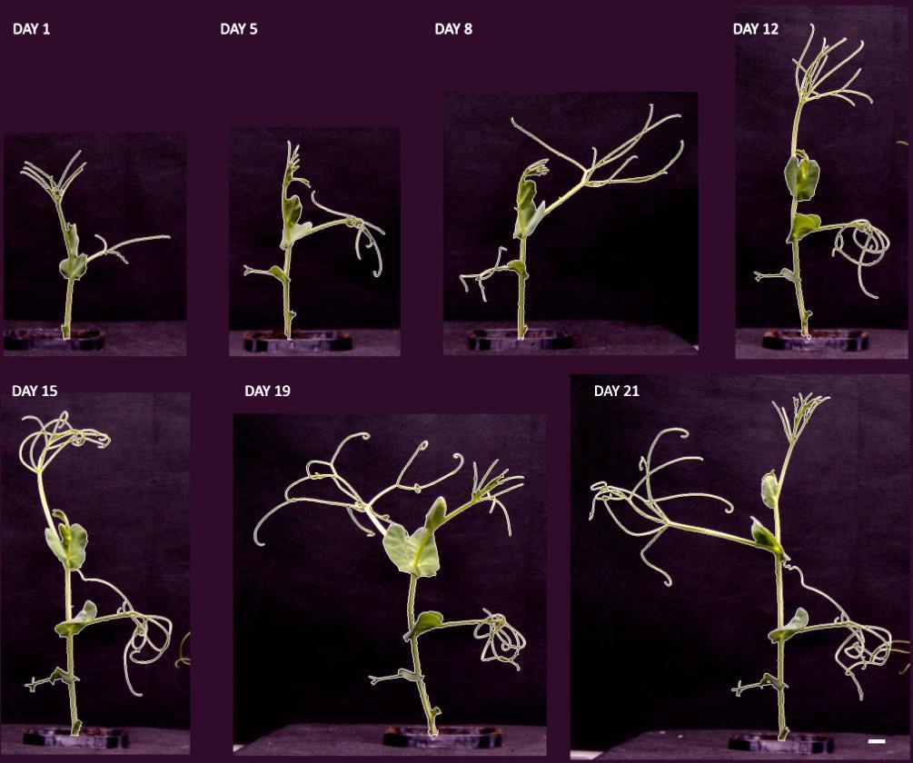 Study on cold acclimation (5 C) of cultivars of