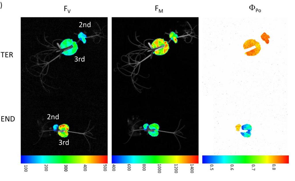 Study on cold acclimation of cultivars of field pea Combination of RGB imaging with kinetic measure of Chl fluorescence Selection based on two