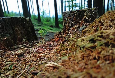 reprodukčního materiálu se zmírnil, trend je však i nadále nevyhovující. Zdroje selektovaného reprodukčního materiálu by měly být základní kategorií zdrojů pro umělou obnovu lesa a zalesňování.