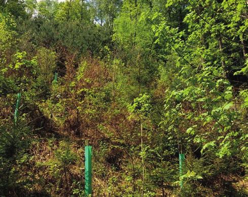 3.5.1 Preventivně ochranná opatření Tak jako každoročně byly i v roce 2017 provedeny ve značném rozsahu kontroly výskytu lesních škodlivých činitelů.