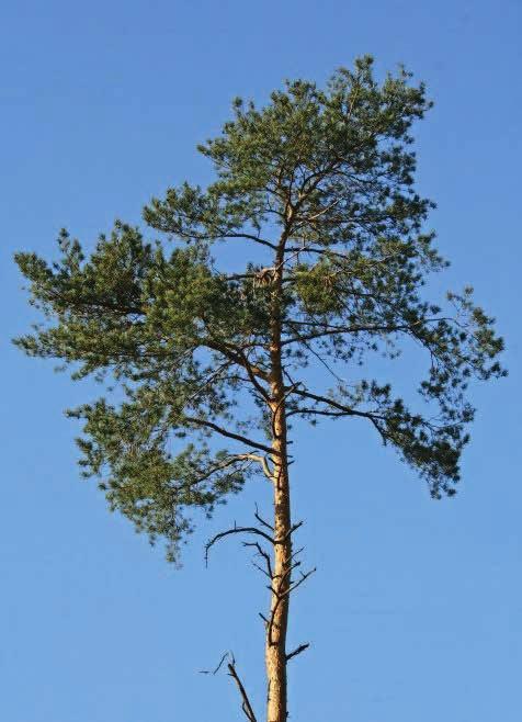 úrovně ICP Forests Dřevina smrk borovice modřín