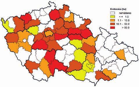 Nejvýznamnějšími dřevokaznými houbami v Česku zůstávají i nadále václavky (Armillaria spp.