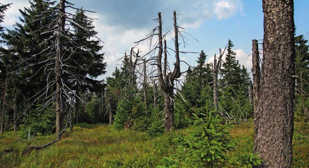 15.1.1 Zachování porostního typu hospodářského souboru Cílem této operace v rámci lesnicko-environmentálních opatření je zachování současné optimální dřevinné skladby lesů nebo aktuálního typu lesa a