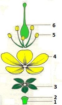 4. Vylušti křížovku.
