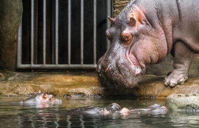 února byla Maruška s mládětem poprvé vypuštěna do expozice a po chvíli se k nim připojil otec. Od soboty tak mohou návštěvníci zoo vidět celou rodinu pohromadě.