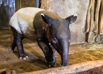 PLANETÁRIUM KULTURNÍ NÁRODNÍ PRAŽSKÝ HVĚZDÁRNY KONCERTY ZAHRADY ČAJOVNY GALERIE CENTRA Zoologická zahrada hl. m.