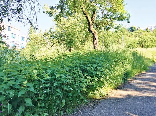 téma Více témat najdete na www.nasepraha.cz Nekosené trávníky metropole jsou Jeví se vám problém nebudeme důsledně, všude a často sekat trávu jako banální?