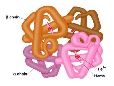 Transport kyslíku Většinou chemicky vázaný na hemoglobin (Fe2+): 1 molekula hemoglobinu váže 4 molekuly O 2 Méně fyzikálně rozpuštěný