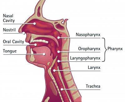 Morfologie horní dýchací cesty nosní dutina ústní dutina hltan Stavba: nosní dutina, nosohltan, hrtan, (vedlejší nosní dutiny, ústní dutina) hrtan průdušnice Bohatě