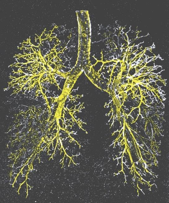Morfologie dýchací cesty Průdušnice (trachea) průřez 2,5 cm 2 Dichotonické větvení jedna průduška se dělí na dvě Průdušky (bronchi) 2 hlavní (1. generace dělení) 5 sekundárních (2.