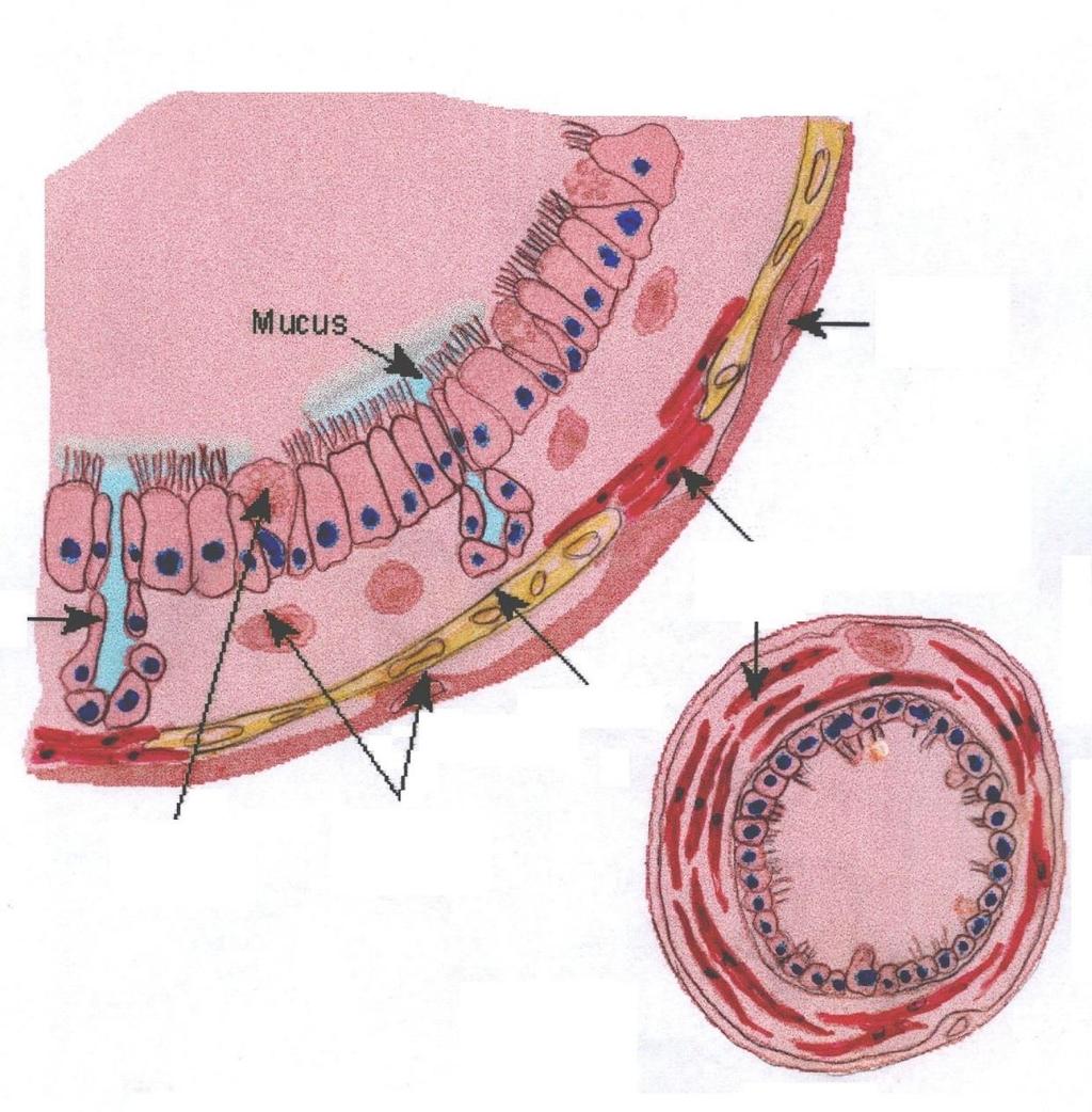 ciliární cylindrický epitel lamina propria Odpor dýchacích cest R = 8 η l π r 4 mukus viscerální pleura l - délka trubice - viskozita r - poloměr trubice, má největší vliv na odpor díky 4.