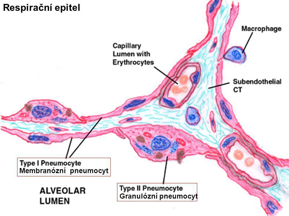 typu - tvoří membránu alveolu Pneumocyt II.