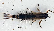 (Chrysophyceae) rod Hydrurus, zelené řasy (Chlorophyceae) rod Draparnaldia, ploštěnky Crenobia alpina,