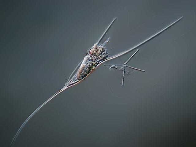 obrněnky (Dinophyceae) Ceratium hirundinella a zelené řasy rod