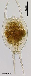 Ankistrodesmus, Crucigenia, Eudorina, Monoraphidium, Oocystis, Pandorina,