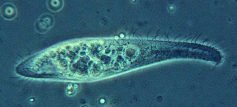 technologii organismy: sinice rodu Oscillatoria, rozsivky