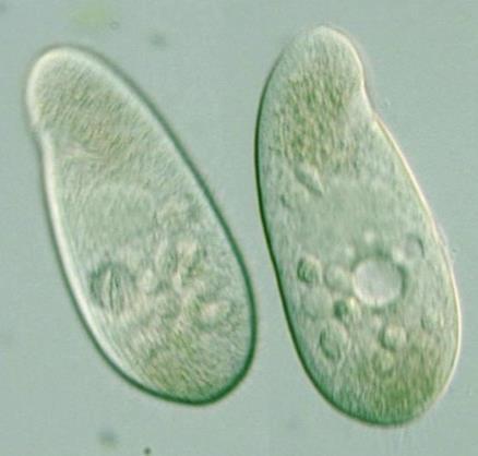 Glaucoma, Paramecium, Tetrahymena, Vorticella, bičíkovci vzhledem k