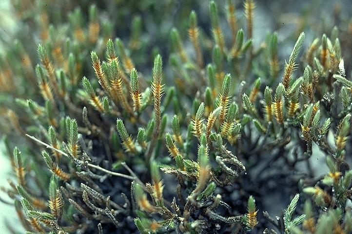 Lycophytes