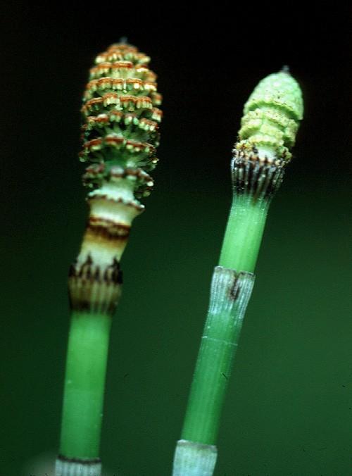 Equisetaceae Equisetum hyemale na fotografii je