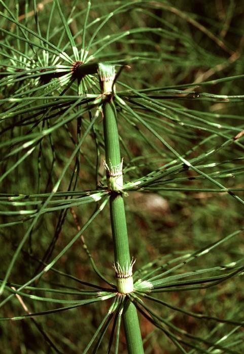 Equisetaceae