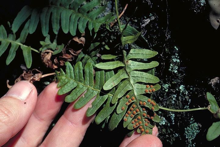 Polypodium virginianum na rubu jsou krásně vidět