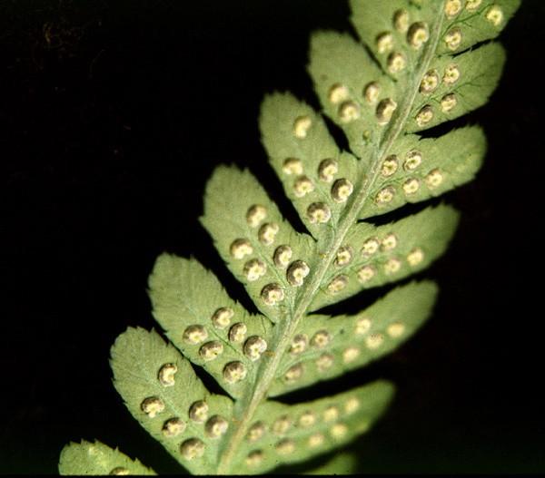 Dryopteris filix-mas zde